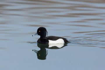 close-up reflected swimming male tufted duck (aythya fuligula)