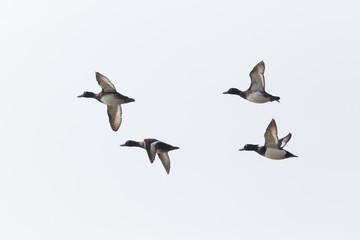 four tufted ducks (aythya fuligula) in flight