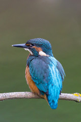 young kingfisher bird (alcedo atthis) sitting on a perch