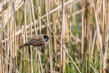 male reed bunting (emberiza schoeniclus) in reed stalks
