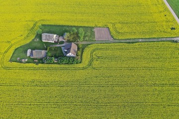 Aerial view to rapeseed fields with farm house and road, Lithuania