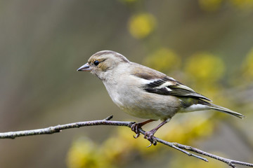 Female chaffinch yellow flowers