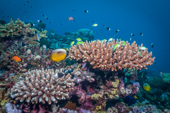 Sudan coral reef nature