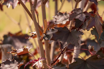 Leaves on a tree with a red tint. Blurred yellow background. Autumn concept.