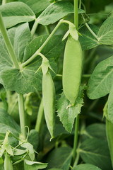 Selective focus on fresh bright green pea pods on a pea plants in a garden. Growing peas outdoors and blurred background.
