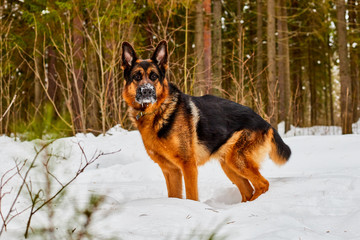 Dog German Shepherd in a winter day