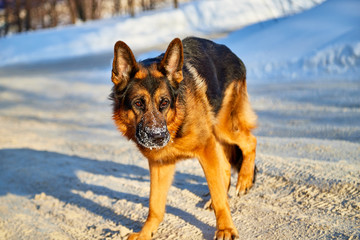 Dog German Shepherd in a winter day