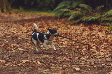 puppy playing with stick 