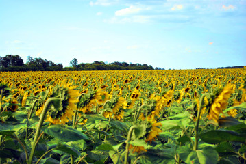 Fototapeta na wymiar Field with blooming sunflowers, back view, blue cloudy sky and trees line on horizon