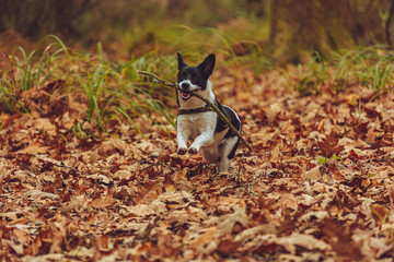 Young puppy playing in the autumn leaves chasing sticks 