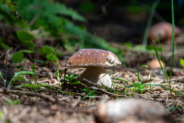 Steinpilz - Boletus edulis