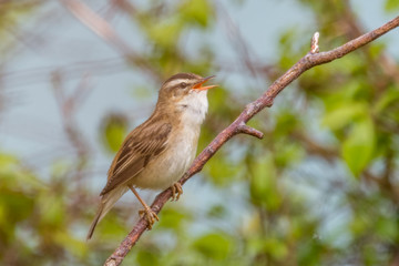 Sedge warbler singing