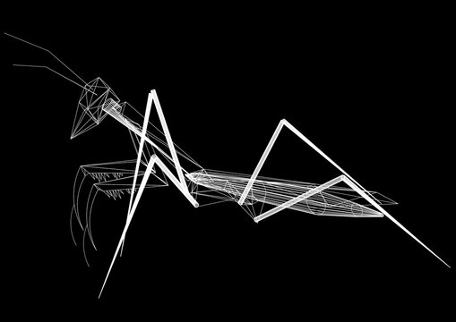 Mantis