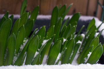 Fresh green plants are in snow in the winter