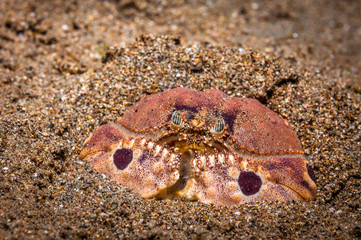 Spectacled box crab