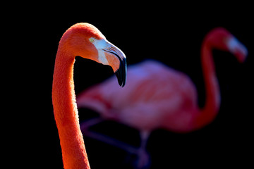 Orange Flamingo 3