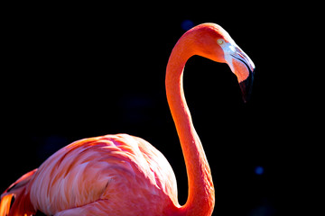 Orange Flamingo 7