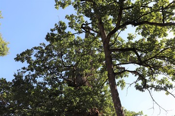 Le Chêne à Guillotin ou chêne des Rues-Eon dans la forêt de Brocéliande - Commune de Concoret - Département du Morbihan - Bretagne - France © ERIC
