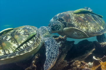 Turtles kiss above coral reef