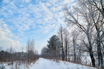Obraz na płótnie Canvas Naced tree on the snow and blue sky with white clouds background