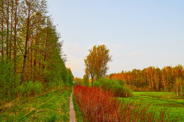 Nature landscape with green treeses and narrow path