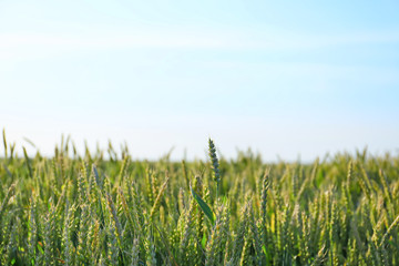 Young wheat field on summer day