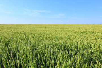 Young wheat field on summer day