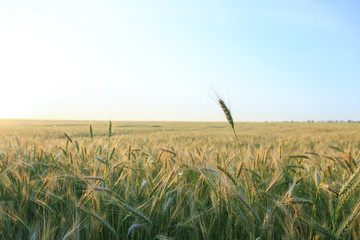 Young rye field on summer day