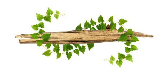 Old piece of wood enwined with ivy green leaves