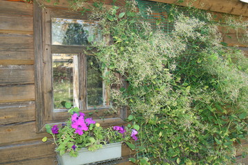 old window wall flowers
