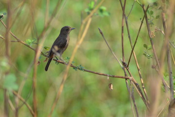blackbird on a branch
