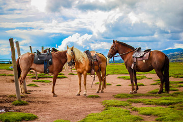 Fototapeta na wymiar Horses in the Ayacucho mountain range and nature