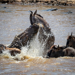 Crocodile kill