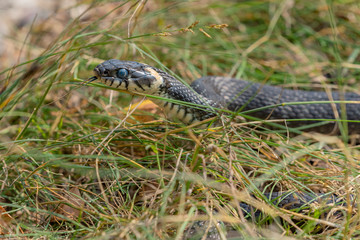 Grass snake (lat. Natrix Natrix). A black snake with white spots crawls on the green grass. The snake's tongue helps her eyes to assess the situation.