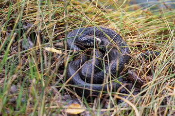 Naklejka na ściany i meble A black snake with bright spots crouched in the green grass. The mosquito takes advantage of the snake's immobility and sucks the blood from its head. Snake closely monitors the situation.