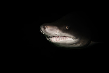 Scary large shark swimming in the deep dark ocean.