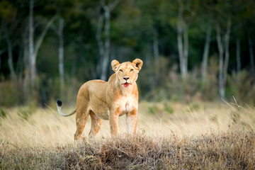 Lioness