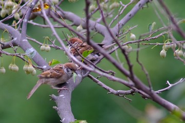 sparrow on branch