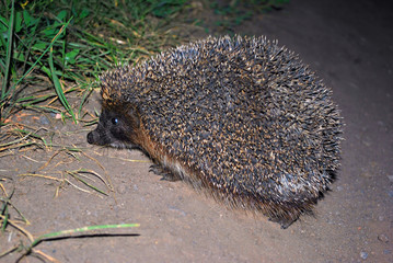 Hedgehog walking in the dark, side view, blurry green grass and gray soil background
