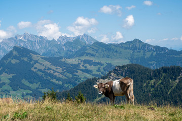 Fototapeta na wymiar Rind auf der Alp geniesst die schöne Aussicht