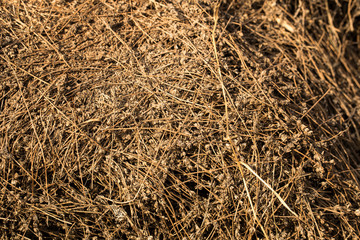 Piles of dried flowers. Lavandula - plant in the mint family, Lamiaceae. Bio waste of the perfume industry.