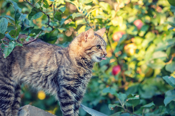 Obraz premium Cute Siberian kitten in the autumn apple orchard on a sunny day