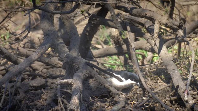 Tropical boubou Jumping on tree, Hwange National Park Zimbabwe