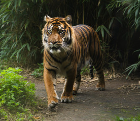 Fototapeta na wymiar Tiger im Zoo