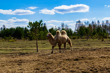 Naklejka premium camel in the zoo. Private zoo in Russia