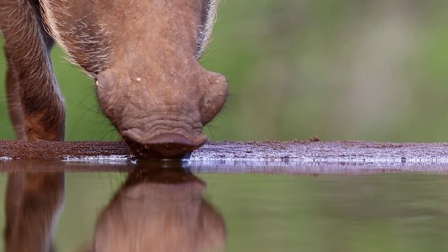 Common Warthog drinks at a underground photography hide in the heat of summer at Zimanga private game reserve in KZN, Kwa Zulu Natal, South Africa