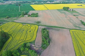 aerial view over very yellow rapeseed field during springtime