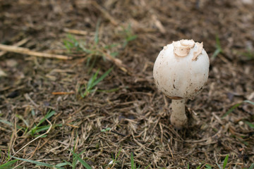 False parasol mushroom (Chlorophyllum molybdites) or Green-spored parasol dangerous poisonous mushrooms in field garden. 