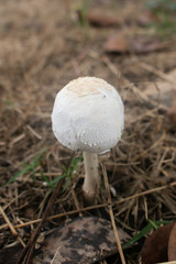 False parasol mushroom (Chlorophyllum molybdites) or Green-spored parasol dangerous poisonous mushrooms in field garden. 