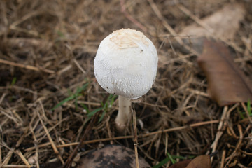False parasol mushroom (Chlorophyllum molybdites) or Green-spored parasol dangerous poisonous mushrooms in field garden. 